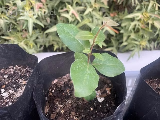 Peumo Chileno (Cryptocarya alba)