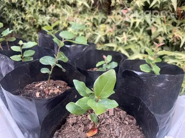 Peumo Chileno (Cryptocarya alba)