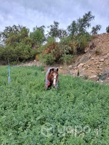 Potro inscrito