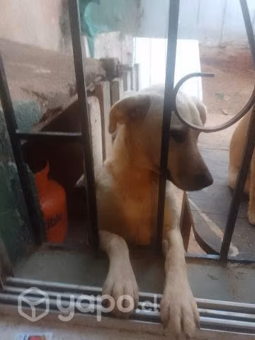 Adopción - Imagen 2