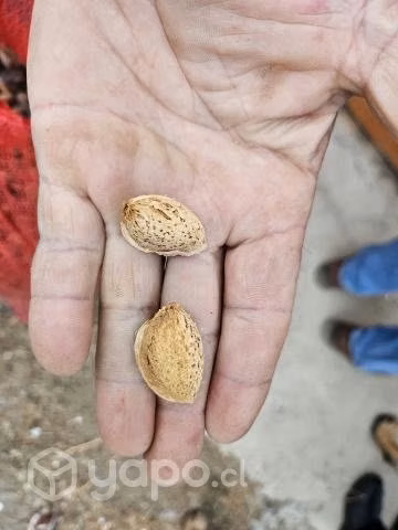 Venta nueces ser -chandler y almendras