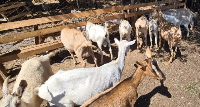Lote de cabras Lecheras finas - Imagen 2