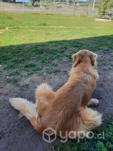 Se Regala, Goldberg retriver - Imagen 4