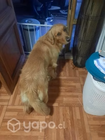 Se Regala, Goldberg retriver - Imagen 2