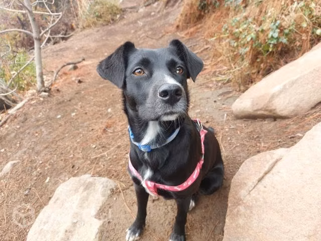 Perrita en adopción - Imagen 3