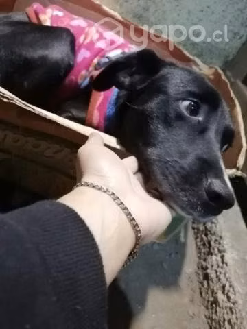 Perrita en adopción - Imagen 2