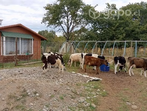 Terneros en pampa - Imagen 5