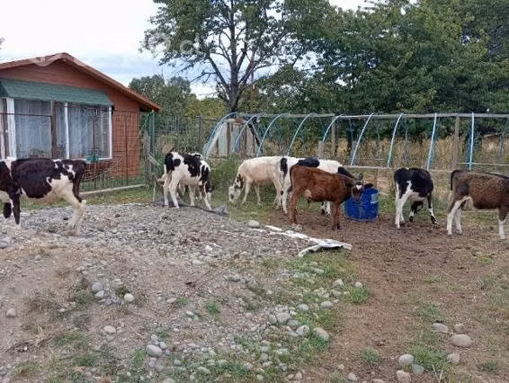 Terneros en pampa - Imagen 4