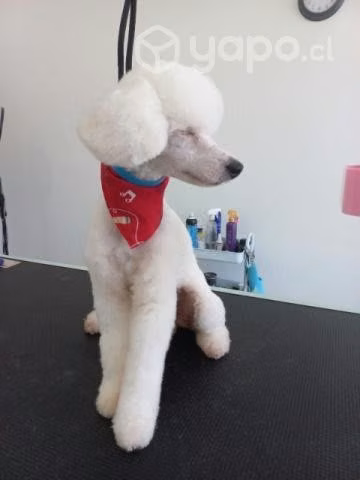 Servicio de Peluquería Canina