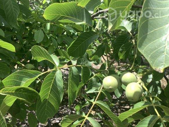 Nueces - Imagen 2