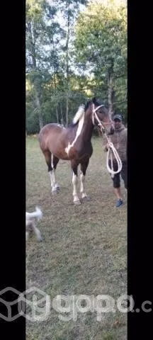 Caballo