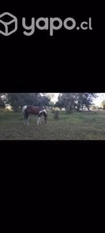 Caballo