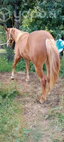 Potrillo 1 año - Imagen 3