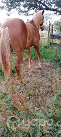 Potrillo 1 año - Imagen 2