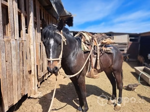 caballo - Imagen 6