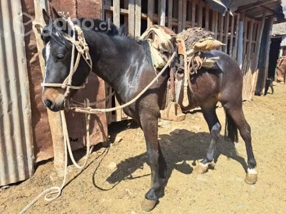 caballo - Imagen 4