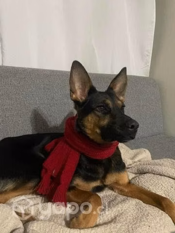 Se da en adopción hermosa perrita.