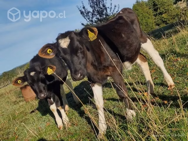 Pareja de terneros detetados