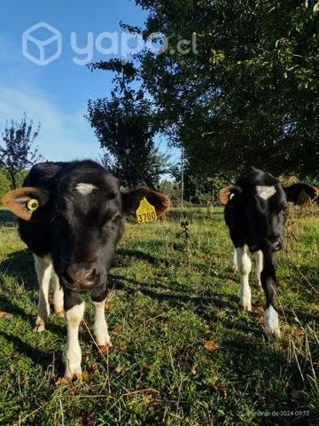 Pareja de terneros detetados