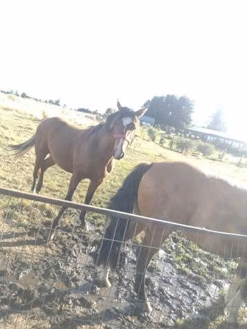 Potrillo y potranca