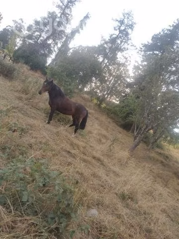 Potrillo y potranca