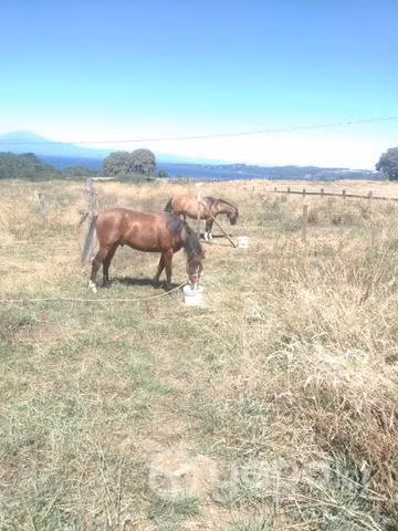 Potrillo y potranca