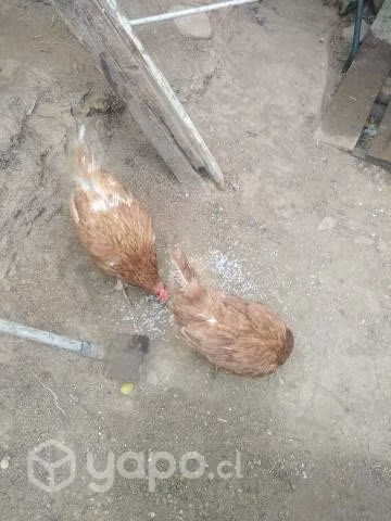 Dos gallinas por 5 mil