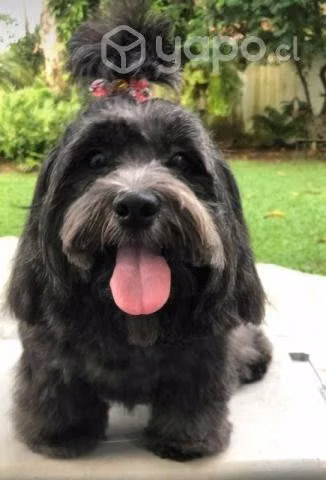 Gabannapets peluquería canina y felina