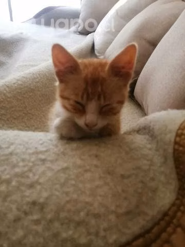 Regalo gatito macho
