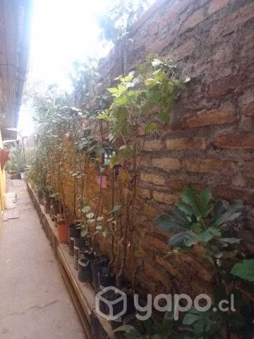 Plantas - Imagen 5