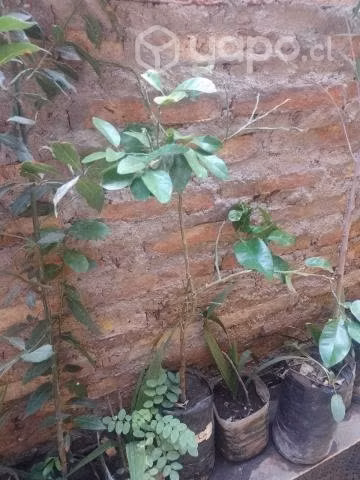 Plantas - Imagen 4