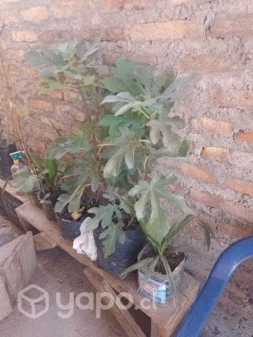 Plantas - Imagen 2