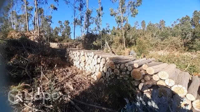 Leña seca de eucalipto, Nueva Imperial