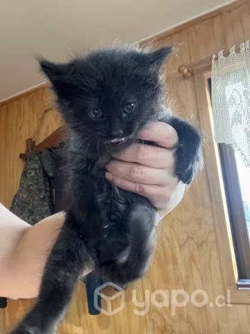 Se regala gata