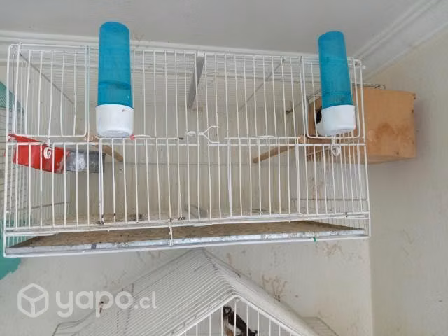 4 Jaula criadores metálicas