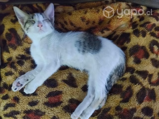 Gatitos en adopción - Imagen 4
