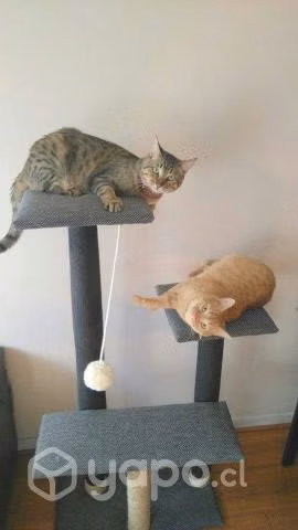 Repisas de gato