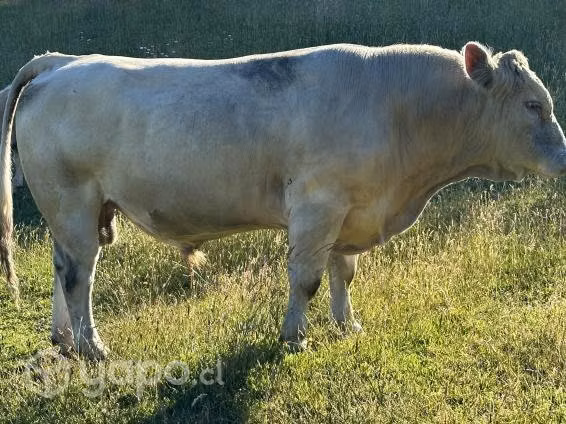 Toro charoláis