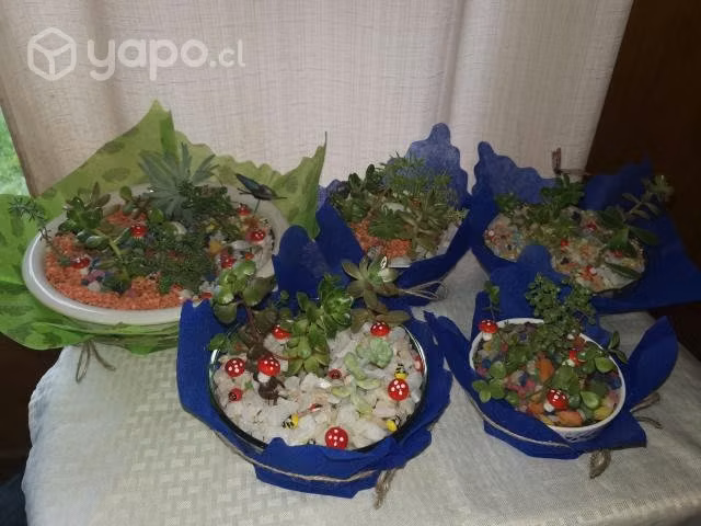 Terrarios de suculentas