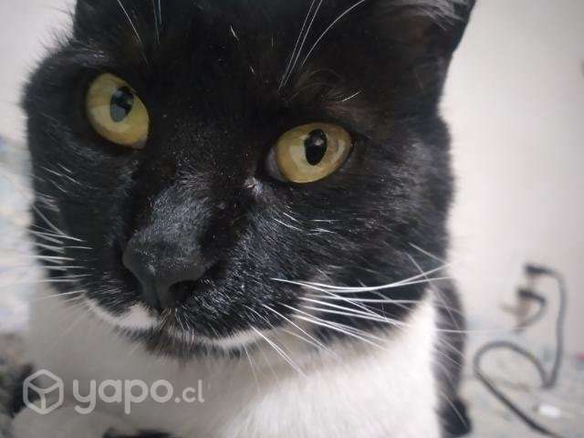 Gata con bigote en adopción
