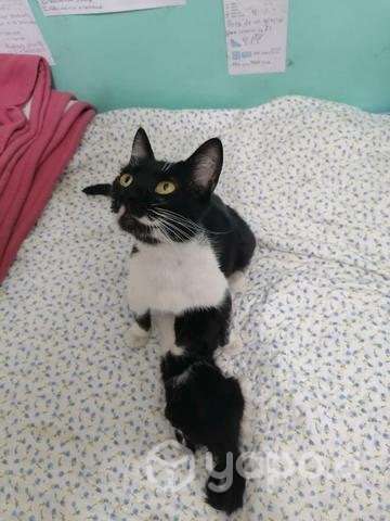 Gata con bigote en adopción
