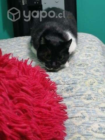 Gata con bigote en adopción