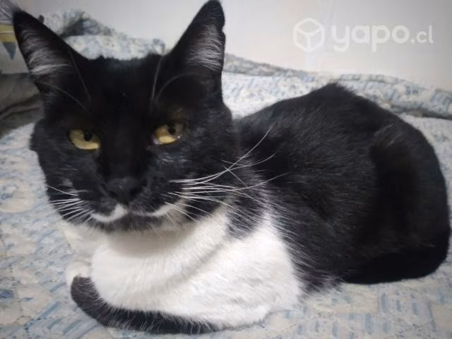 Gata con bigote en adopción