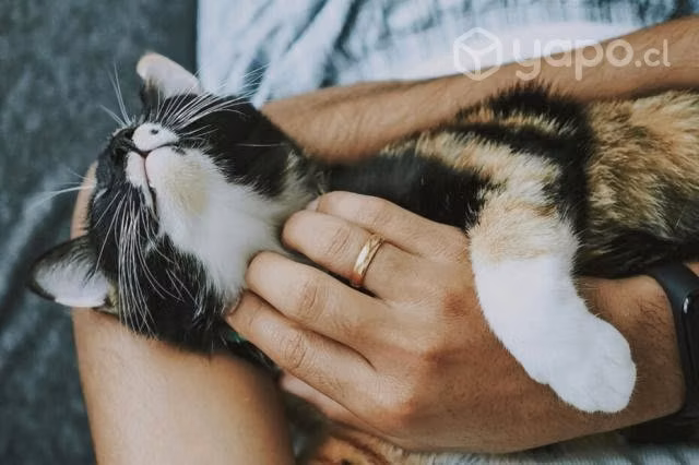 Servicio de Cuidado de Gatos