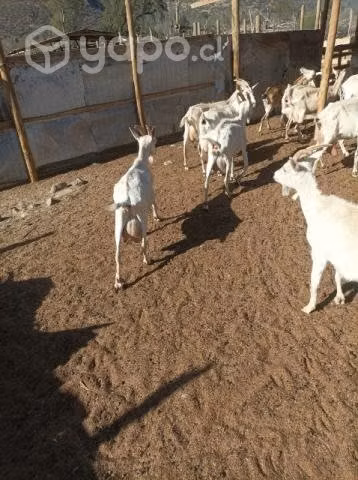 cabras Saanen mezcla con alpina
