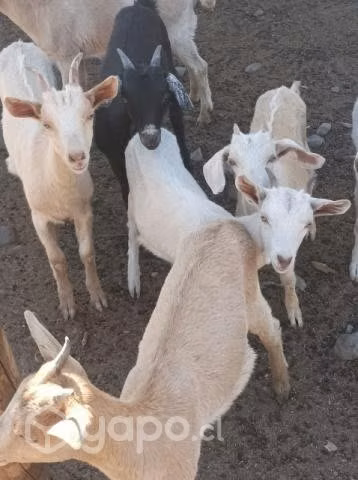 cabras Saanen mezcla con alpina