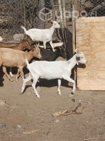 cabras Saanen mezcla con alpina