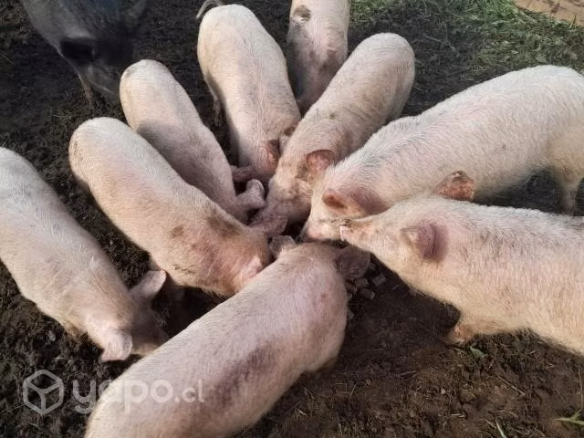 cerdos de  25 a 40 kilos