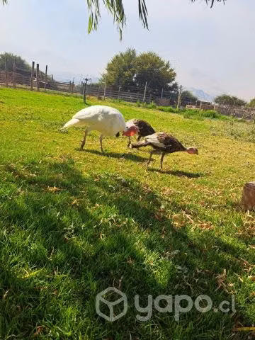 Pavo criollo