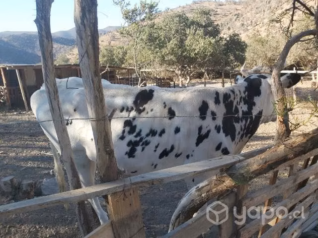 Vaca